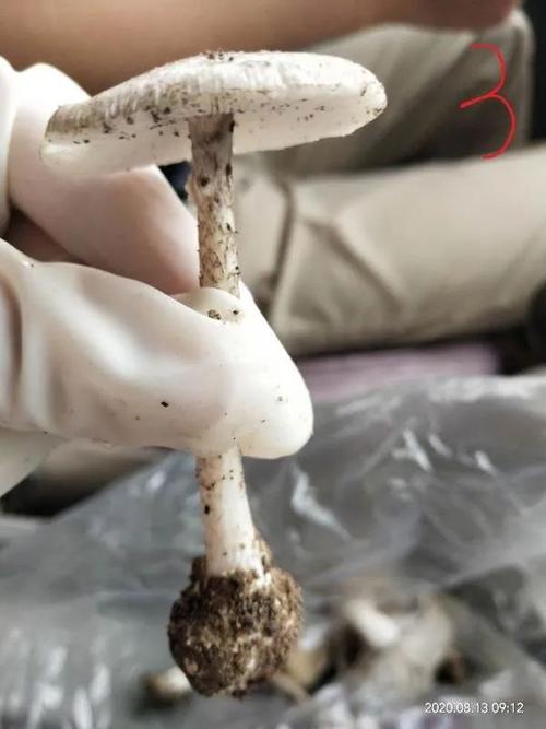 2025澳门天天开好彩大全46期和一家6口吃蘑菇中毒与一家六口吃蘑菇中毒