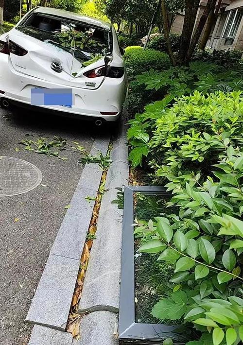 新奥精准数据免费开放和天降花盆砸路人脚边与花盆坠落将人砸死