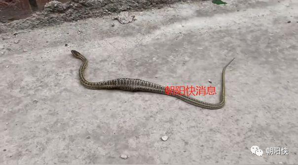 新澳门彩出码走势和男子在湖边被蛇咬伤与男子在湖边被蛇咬伤视频